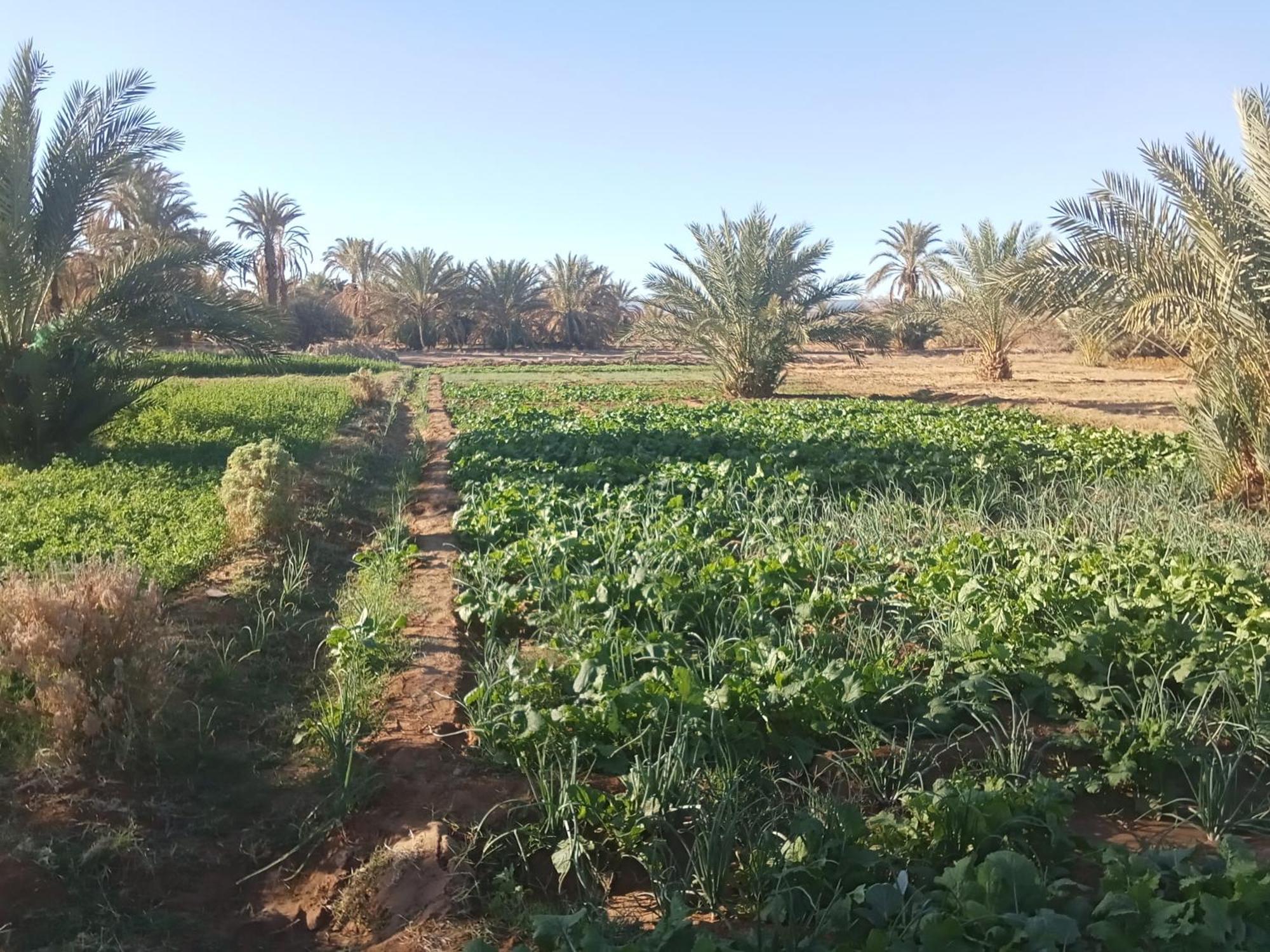 Riad Soleil Du Monde Zagora Ngoại thất bức ảnh