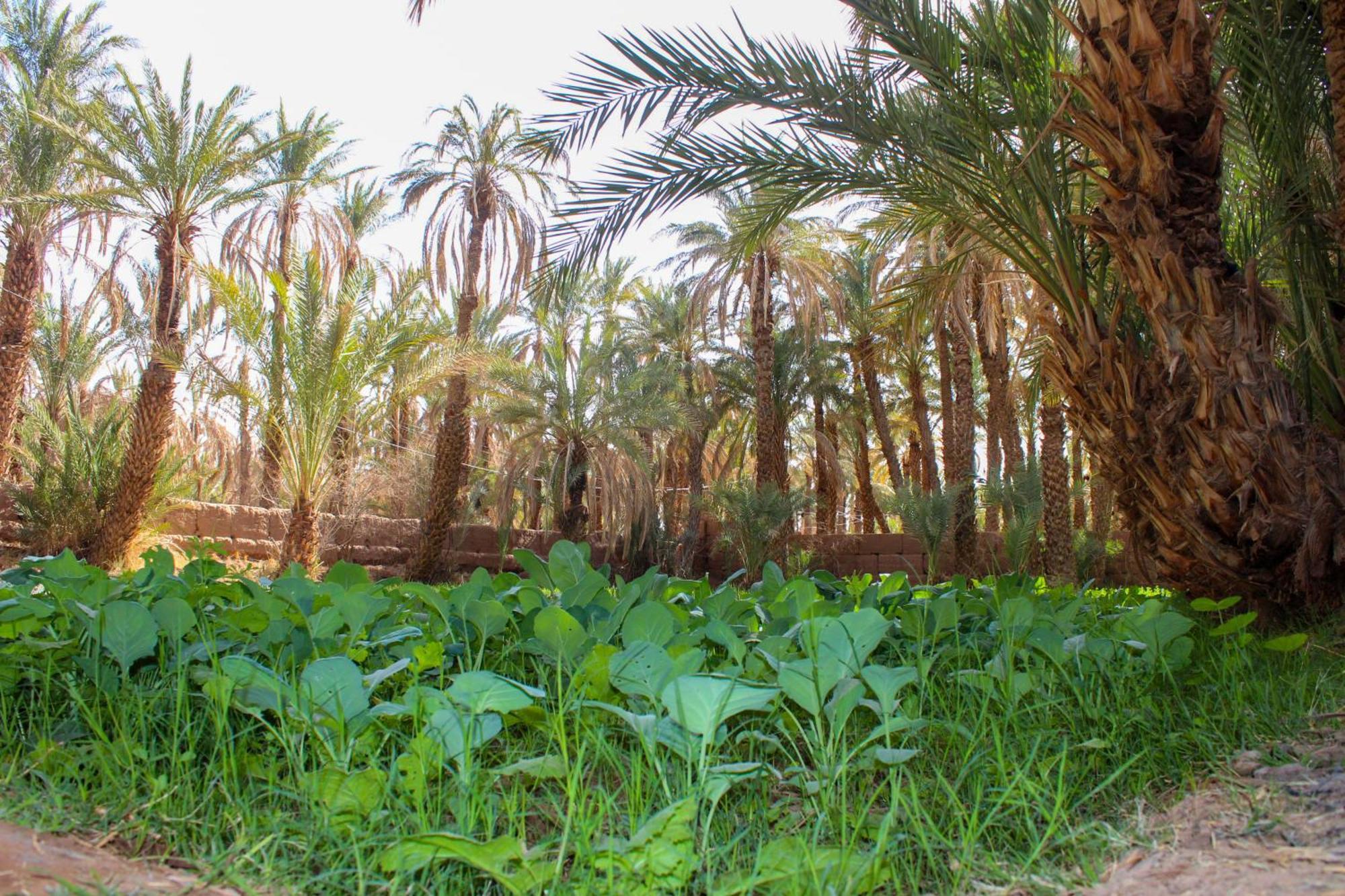 Riad Soleil Du Monde Zagora Ngoại thất bức ảnh